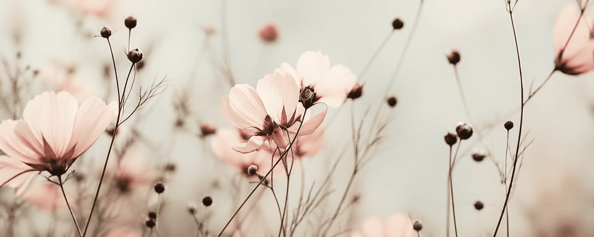 Fleurs douces et apaisantes